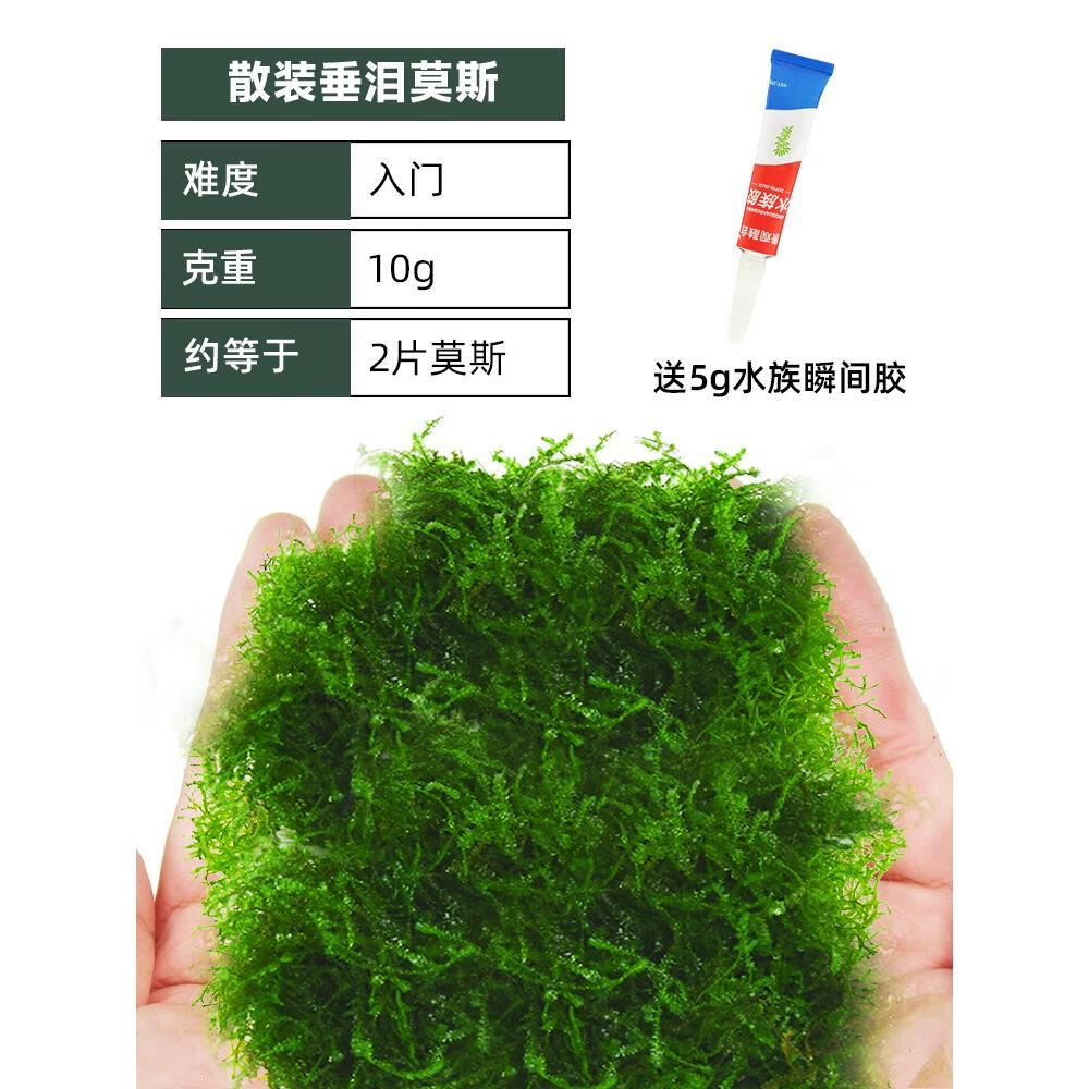 尝鲜体验散装垂泪莫斯10g装送5g