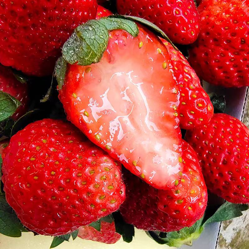 四川大凉山草莓 新鲜水果甜奶油草莓红颜99 生鲜鲜果礼盒送礼整箱 带箱3斤【净重2.5斤】中果
