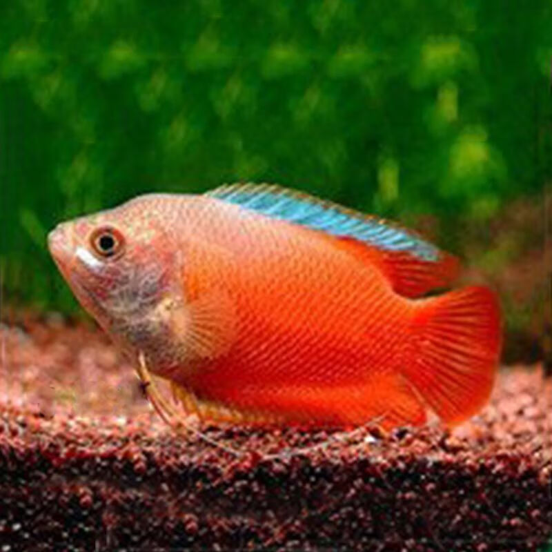 血丽丽活体草缸鱼淡水鱼新手练手鱼宠物鱼好养耐活不打氧气观赏鱼 4-5