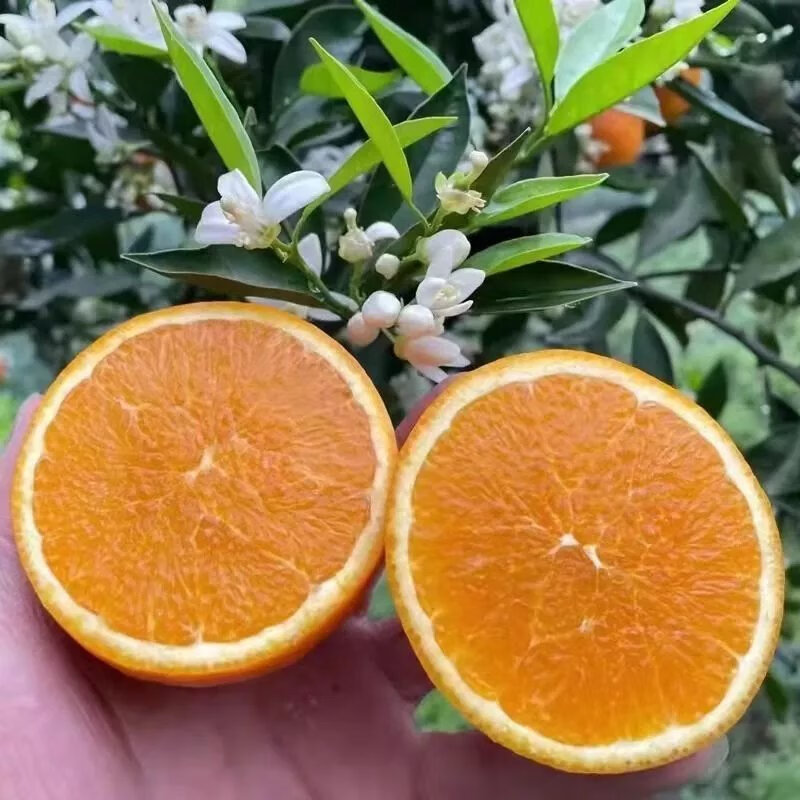 秭归伦晚脐橙子应季新鲜水果整箱薄皮