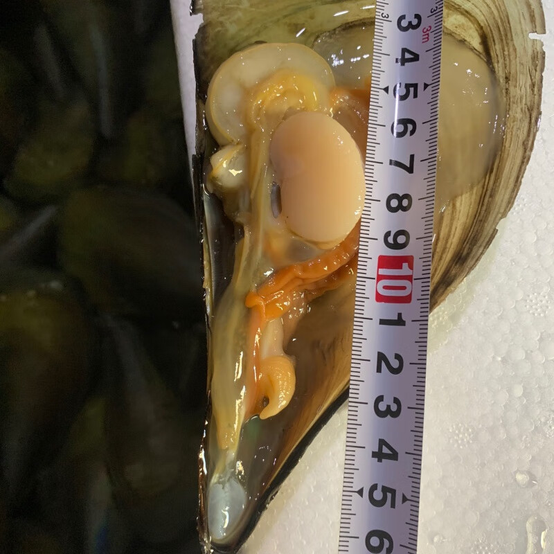 鲜活发货贝壳类海鲜带子带子螺海捕江瑶贝顺丰海鲜烧烤鲜活海带子 1g