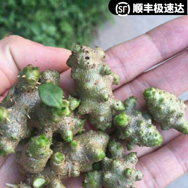 野外藤植物苗食药用土田七种子根茎室外易活花卉爬藤绿植盆栽 藤三七