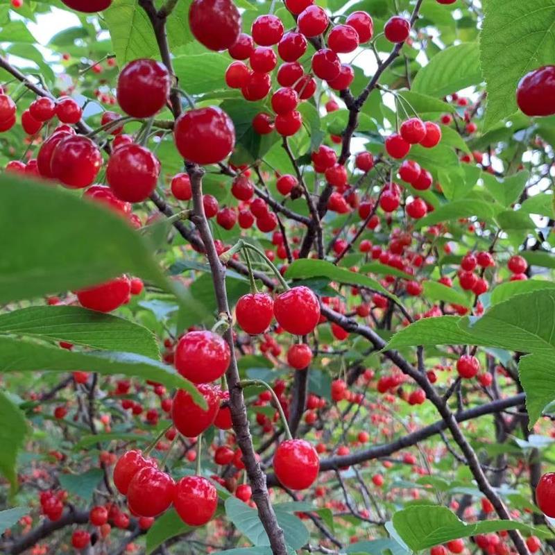 嫁接中华小樱桃树苗本地老品种土樱桃苗南方北方庭院盆栽地栽果树 二