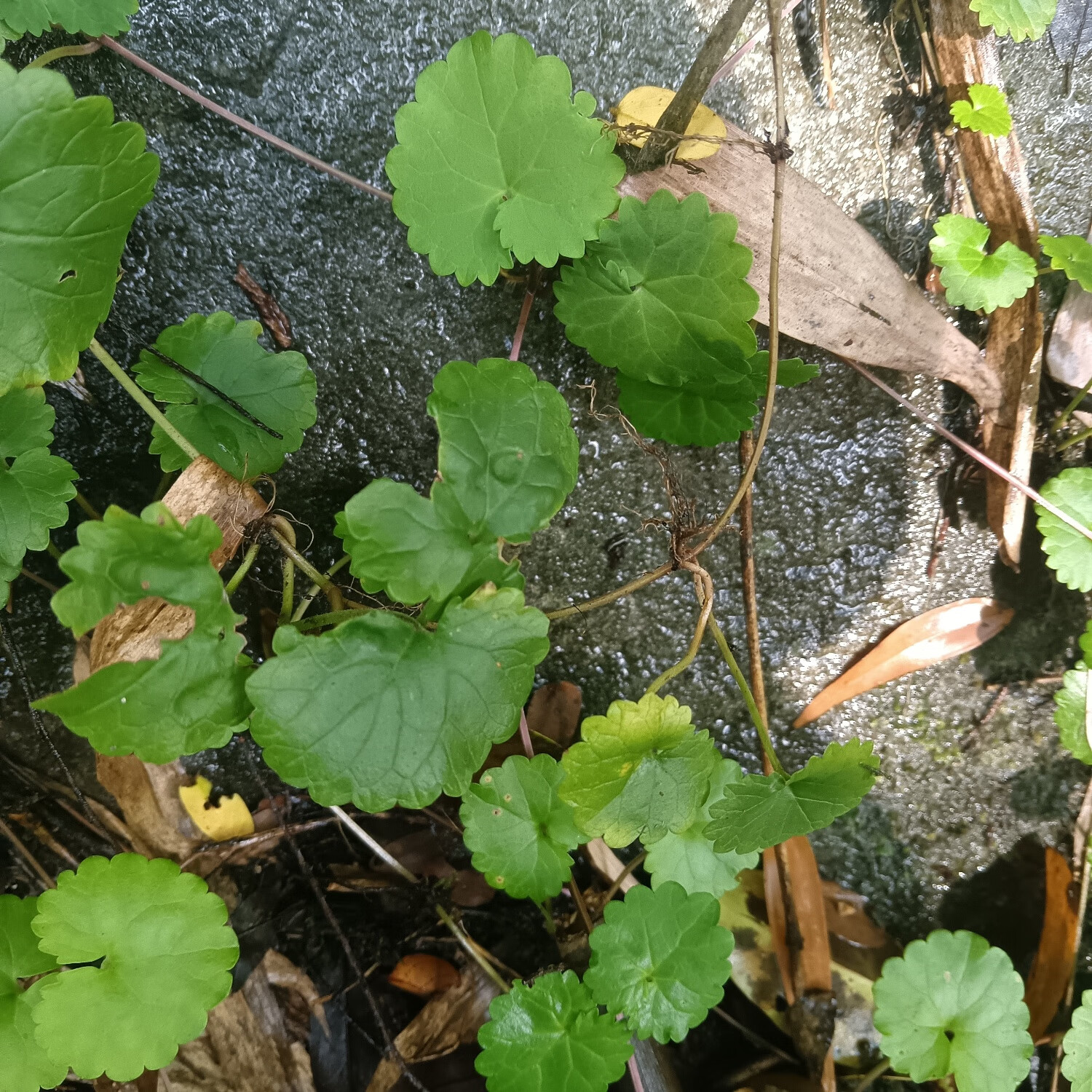连钱草透骨消活血丹草药白透骨消大透骨消通耳草现采鲜货野生 野生种苗20株