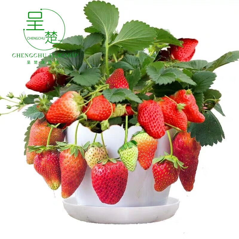 呈楚四季果树苗 阳台盆栽草莓苗 红颜草莓 奶油草莓 攀援草莓 当 a