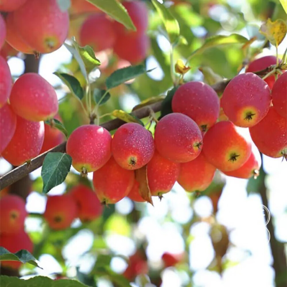 河北女子5年3次网购车厘子苗，都是海棠！自称大冤种，山东网友给她邮了两棵樱桃苗_搜狐网, image size:1000x1000