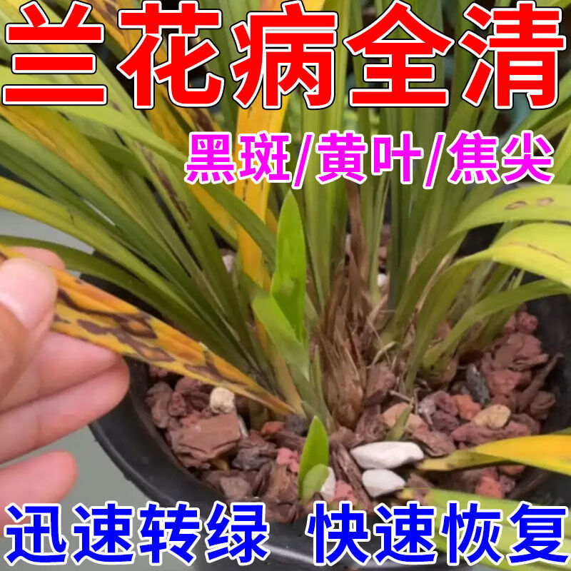 兰花病全治专用药黑斑病叶斑病防治黄叶烂根墨兰君子兰通用杀菌剂 20g