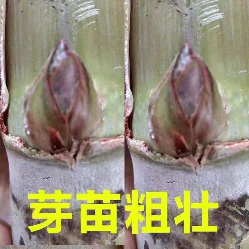 细辛陶山甘蔗种苗10段苗种青皮绿皮新鲜水果甘蔗种子顶部每段2—4个芽