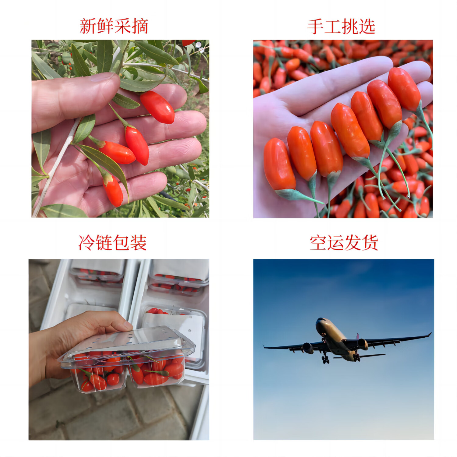 秦山农宁夏新鲜枸杞子现摘正宗头茬红枸杞当季即食水果大颗粒鲜果礼盒装 500g【125gx4盒】礼盒包装