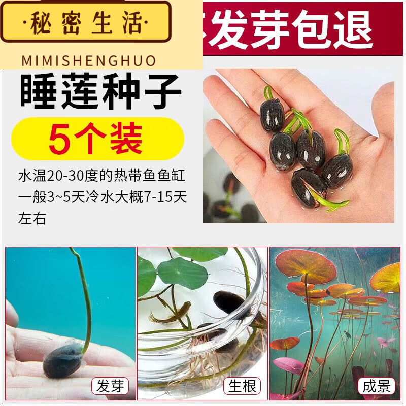 睡莲种子5粒【已开口】