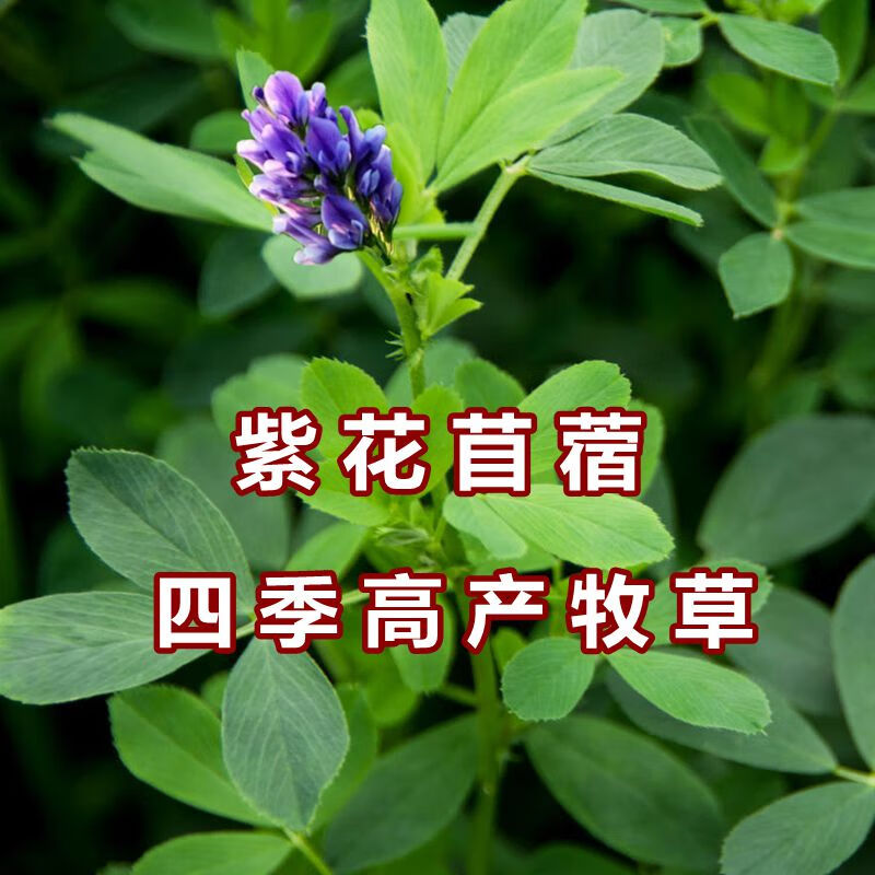 紫花苜蓿草籽种 兔子牧草种子畜牧种籽 目苜宿草种籽 进口紫花苜蓿(净