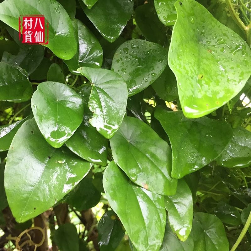 千金藤野生 新鲜粪箕笃中草药犁壁藤飞天雷公雷林嘴青蛙藤 一斤 500克