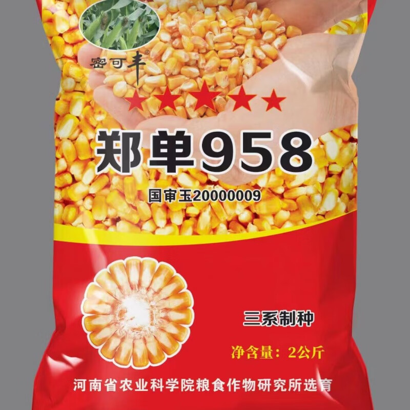 新种郑单958国审玉米高产抗倒抗病抗旱耐劳适应范围广 郑单958一袋(4