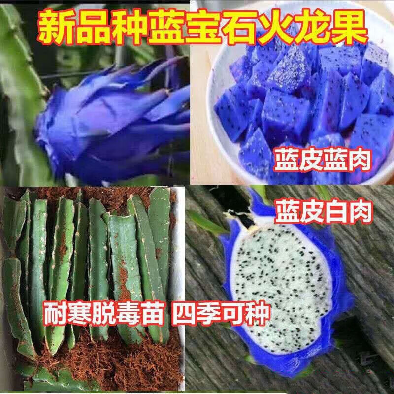 姒桀火龙果苗蓝皮蓝肉火龙果树美洲正宗新品种火龙苗带花火 蓝皮蓝肉