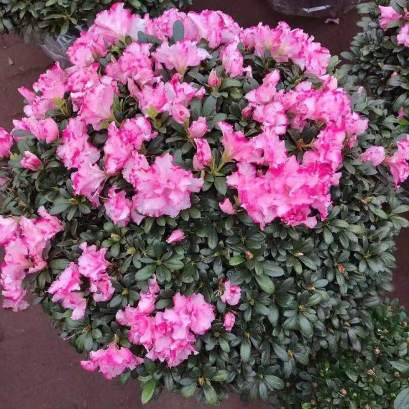 好养花卉易活耐寒耐热室内外绿植 精品超大西玛杜鹃 冠幅直径约45厘米