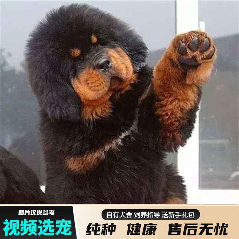 宠六福纯种藏獒幼犬宠物狗狗活体小狗活物幼崽 宠物级 公