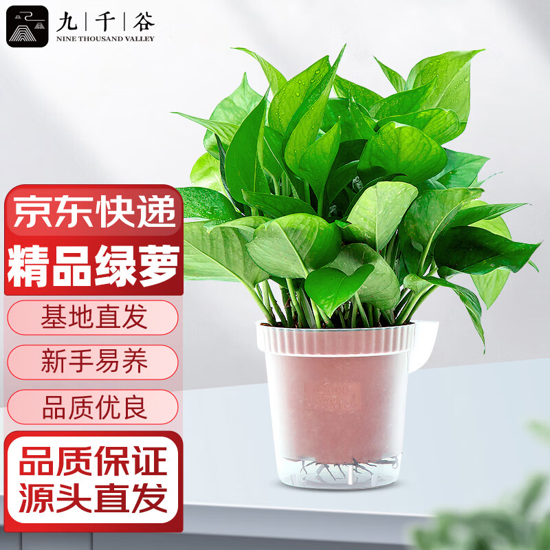 九千谷 绿萝盆栽 壶口透明盆1盆 绿植桌面迷你小盆栽四季常青室内客厅