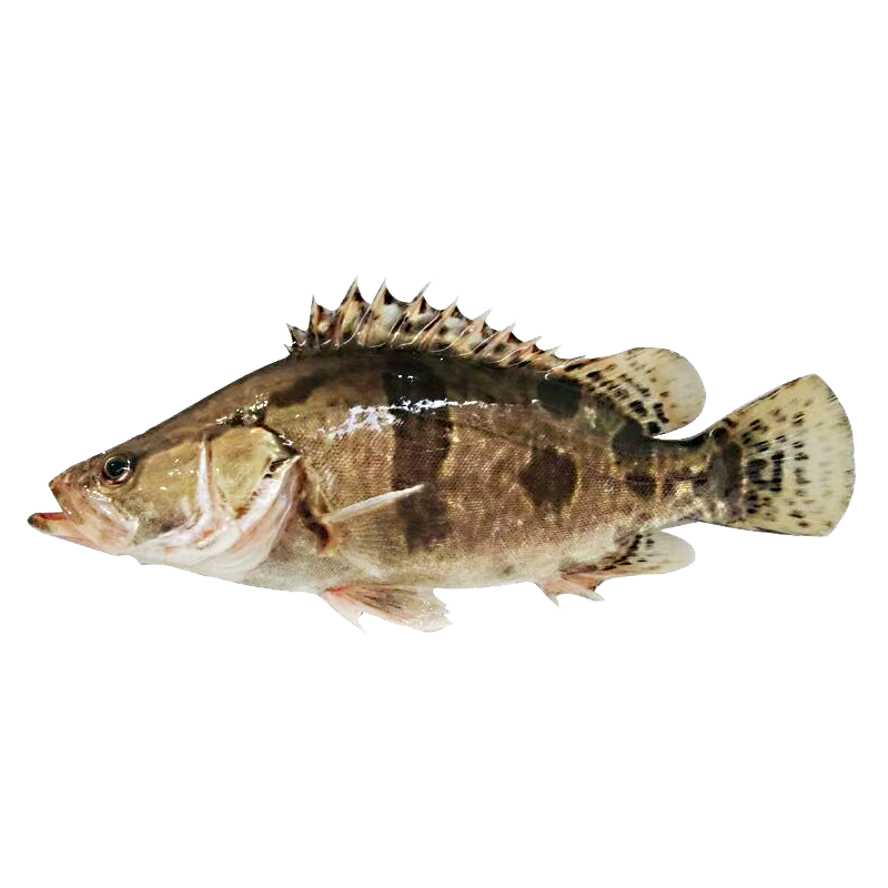 品鲜肴大湖桂鱼鳜鱼新鲜季花鱼鳌花鱼淡水鱼桂花鱼无刺渔民现捕活鱼现杀 单条净重8-9两（共3条）