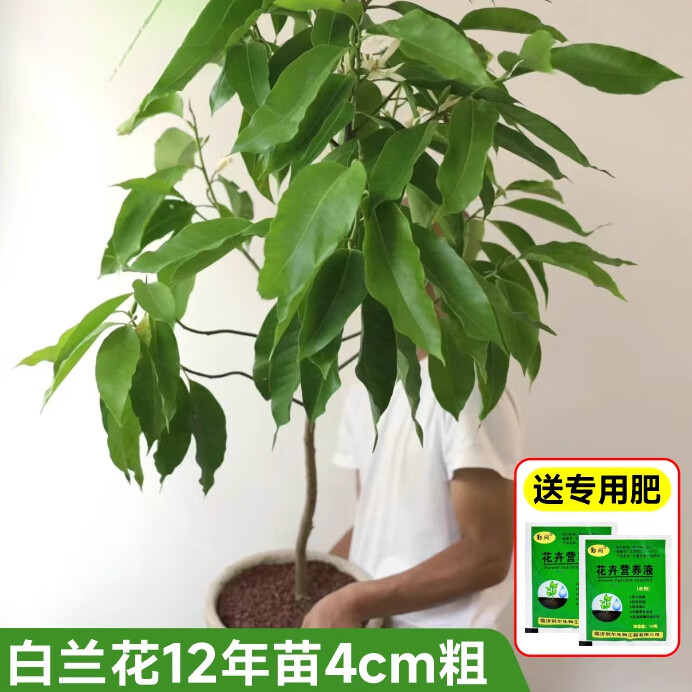 室内花好养绿植盆栽易活带花苞四季开仁化 白兰花12年苗4cm粗 送肥
