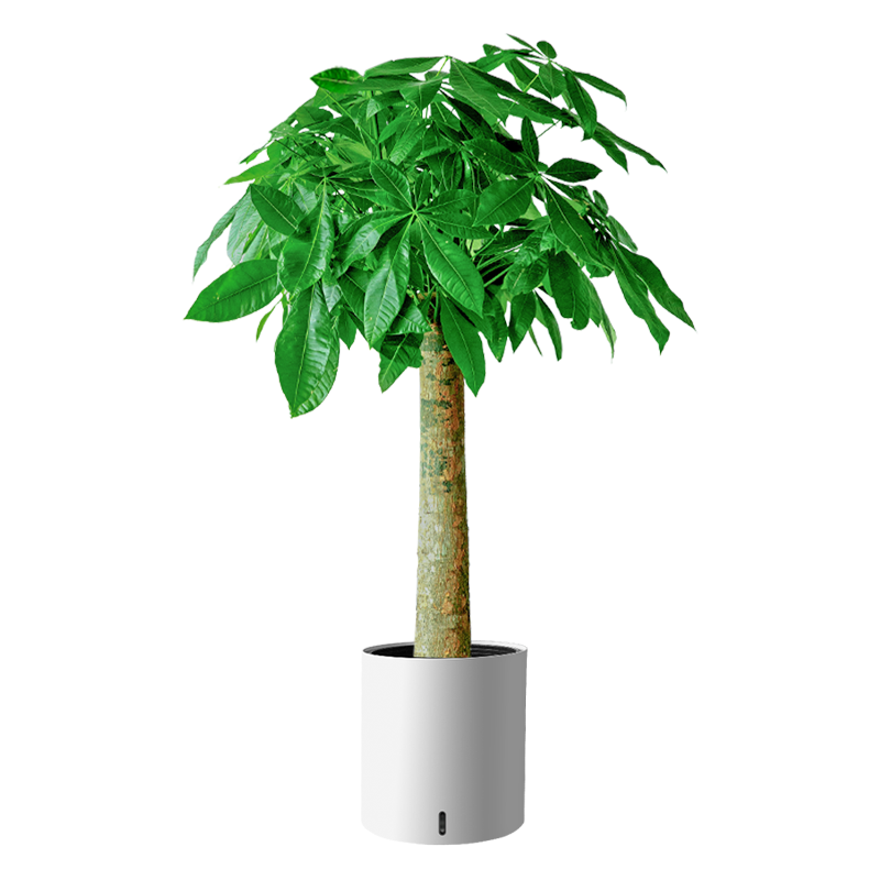 植男植女发财树客厅大型盆栽室内真绿植好养落地办公室开业招财树源头直发