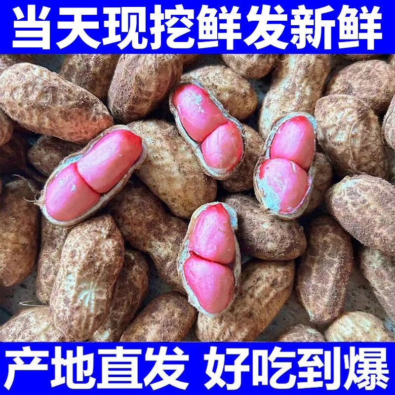 今年新货】新鲜带壳红皮生花生米两粒红花生可播种可吃新货批发 两粒带壳红皮花生10斤 人工精选