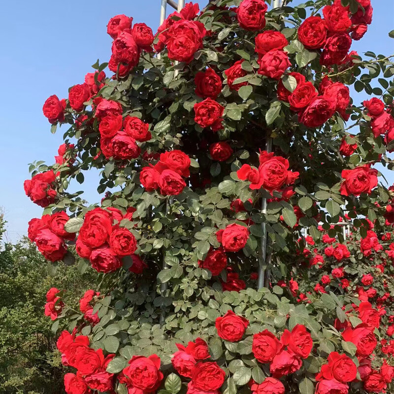 采缇藤本月季花苗红色龙沙宝石特大花浓香四季开庭院蔷薇爬藤植物红龙