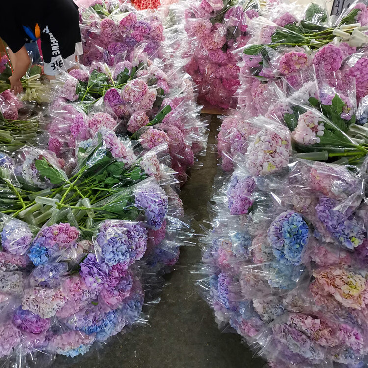 鲜花绣球花批发团购云南昆明花店婚庆用花水养花插花花束配花 随机色1