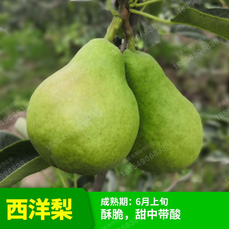 梨树 梨子树苗 龙辰语梨苗梨树苗嫁接苗果树苗黄金梨盆栽地栽苗南方
