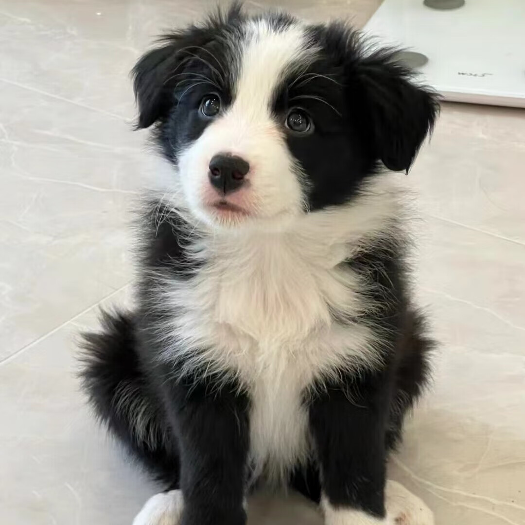 宠物狗中华田园犬家养土狗幼犬金毛比熊混血大黄狗纯黑眼狗活体 田园