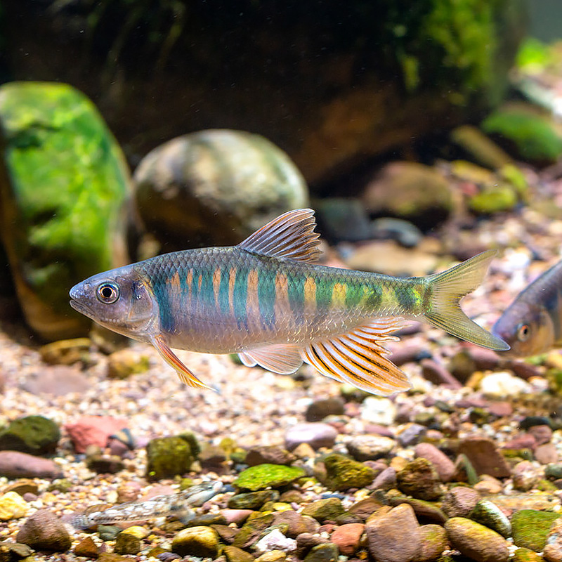 萌萌哒长鳍鱲原生鱼宽鳍鱲溪哥马口桃花鱼小型鱼溪流鱼群游冷水鱼活体