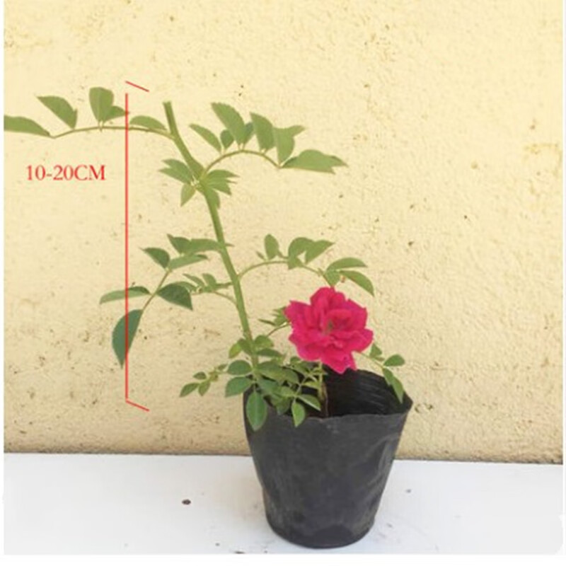 曼杉园红木香蔷薇花苗红罗莎莉爬藤植物藤本月季庭院花卉多季开花多