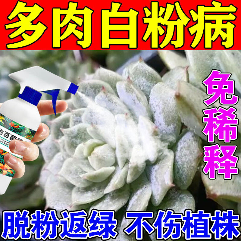 【不伤植物】多肉白粉病杀菌剂黑斑黑霉灰霉病植物花卉通用百菌灵 1