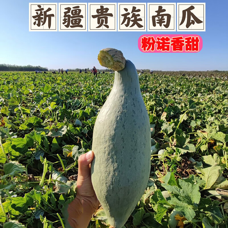 风车车农场新疆板栗南瓜 新鲜贵族南瓜 金丝板栗老南瓜 3斤