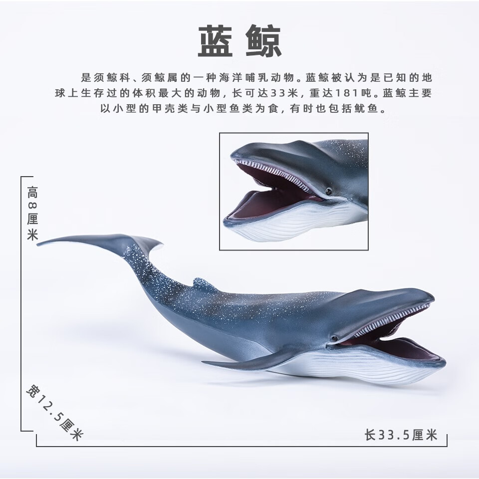 元族儿童仿真海洋动物玩具蓝鲸座头鲸模型环保塑料科教认知摆件礼物