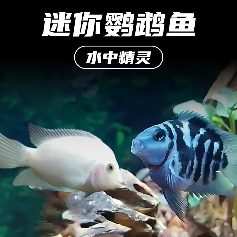 迷你鹦鹉鱼观赏鱼热带鱼小型淡水观赏耐活冷水鹦鹉鱼种鱼可繁殖 混养