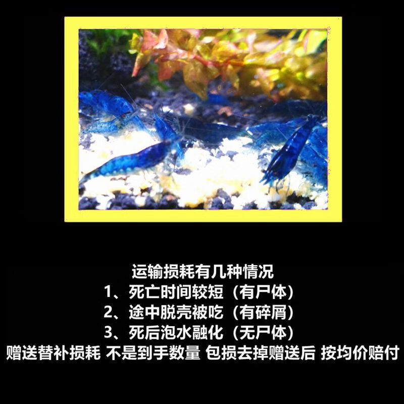 御趣七彩观赏虾淡水除藻虾极火虾蓝宝石虾金背黄金米虾宠物虾彩色小虾 【蓝米虾】7+3只抵损1-1.5cm