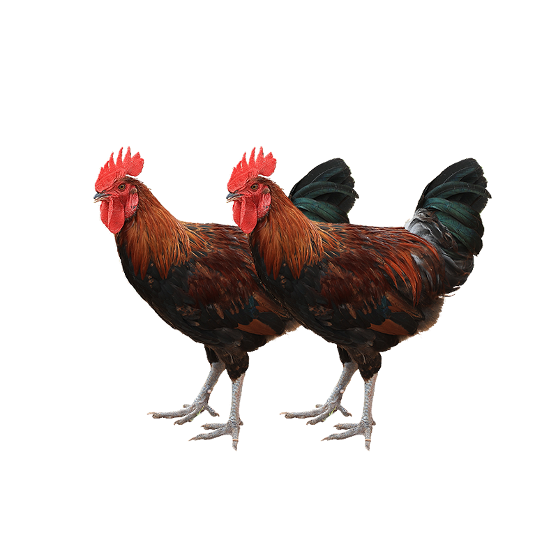 �����Ӻ���ѡɢ������ѩɽ�ݼ� ����2.4-3�� �����ߵؼ����ʼ��� 98Ԫ