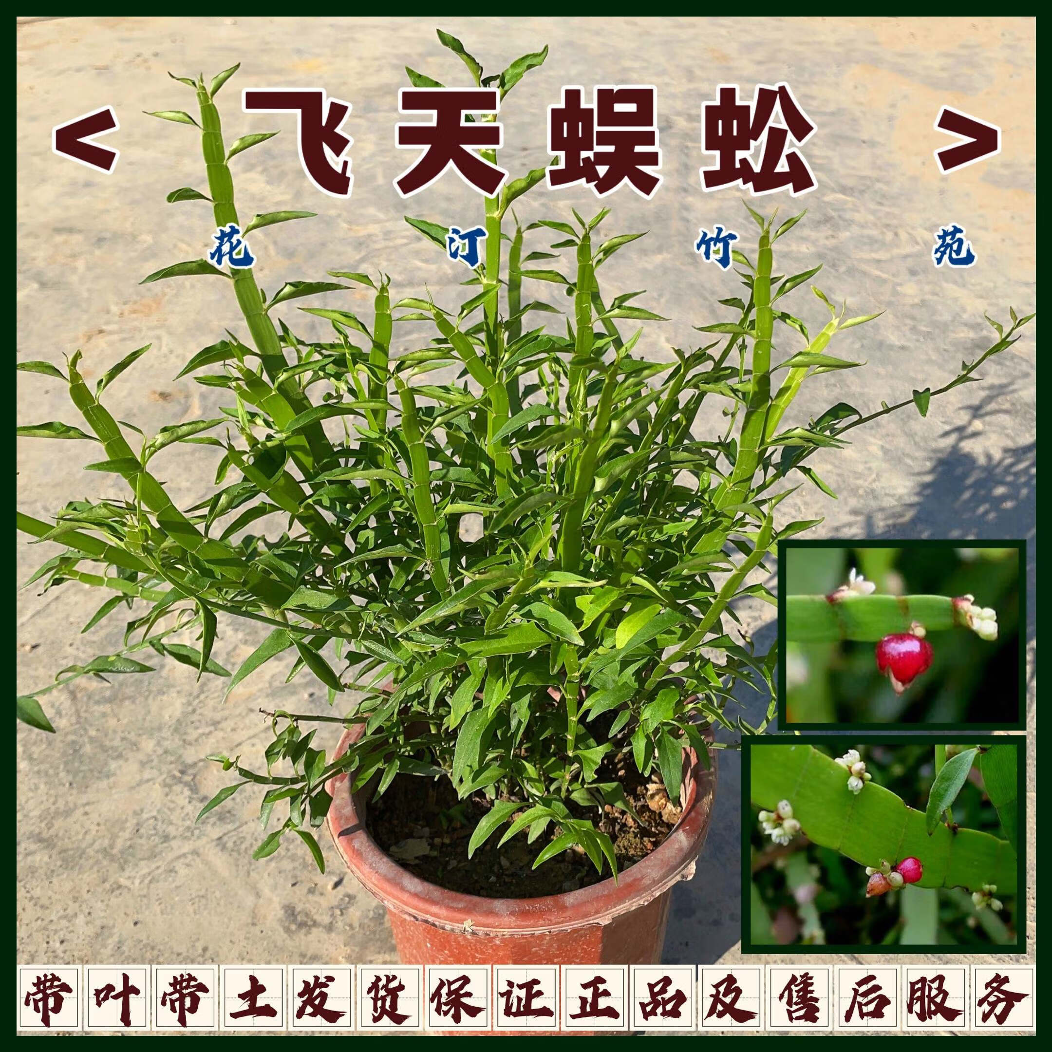 飞天蜈蚣草药苗竹节蓼百足草盆栽药用植物四季常青绿植阳台庭院