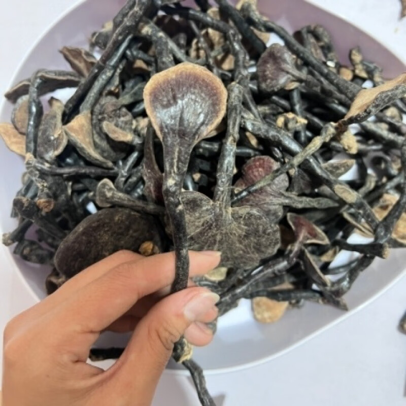 原料云南野生山貨竹靈芝紫靈芝靈芝孢子粉桑黃食用特級 竹靈芝半斤