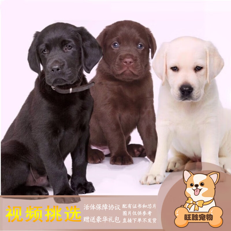 梦茜儿(mexemina)纯种拉布拉多幼犬宠物活体狗狗神犬小七导盲犬黑色