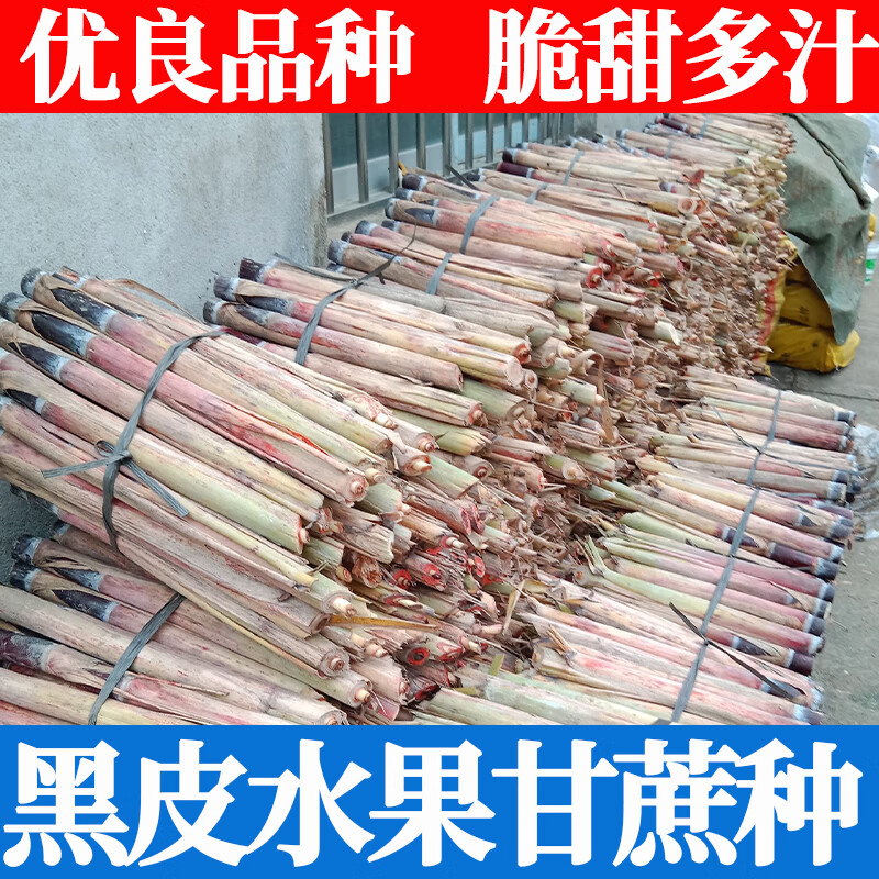 旺园兴正宗广西水果黑皮甘蔗黄皮甘蔗种苗高产黄金甘蔗种子种植苗籽