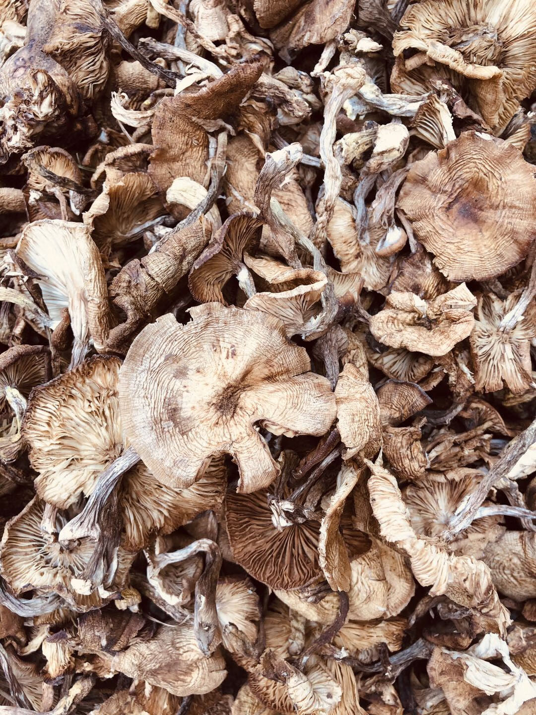 爱唯购天然野生白榛蘑菇晒干货1斤散包食用2023年新货东北辽宁桓仁