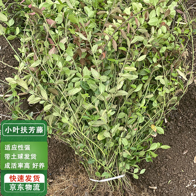 滨淇小叶扶芳藤苗四季常青围墙栅栏庭院绿化护坡苗 高40-50厘米50棵