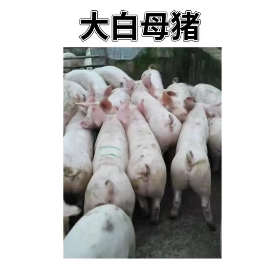 英系大白种公猪种母猪,新美系大约克种公猪种母猪