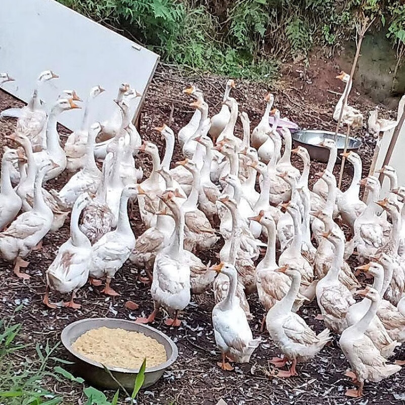 晶最农家散养大鹅新鲜仔鹅老鹅 现宰整只冷冻正宗大鹅 仔鹅一只(6-7斤