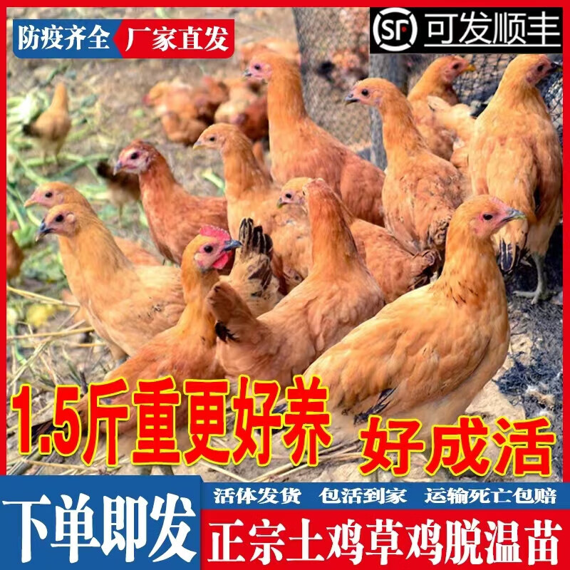 雞活苗土雞活苗半大土雞草雞小雞苗脫溫苗蛋雞活苗小雞仔 1.2-1.5斤土雞2只母