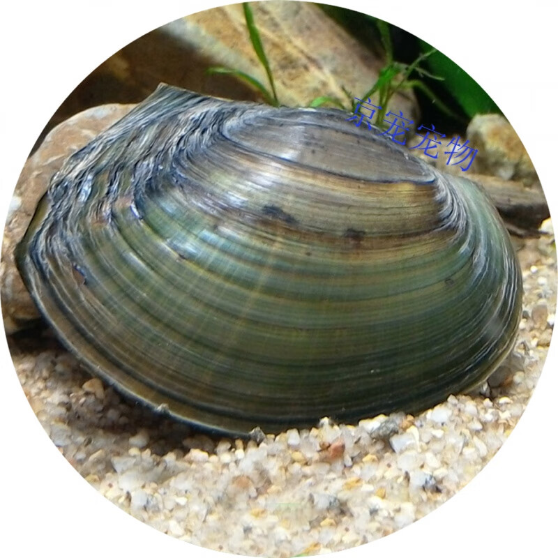 采缇(caiti)冷水养淡水河蚌活体黄金蚬贝壳瓜子蚌杜氏蚌除绿水鰟鮍鱼