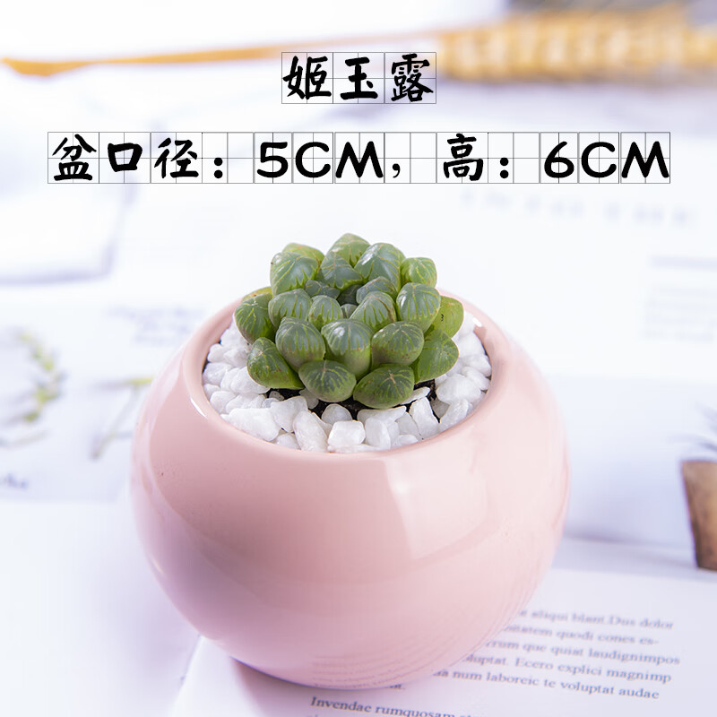 满柚春多肉植物小盆栽带盆桌面小绿植好养室内肉肉大颗花卉仙人球仙人