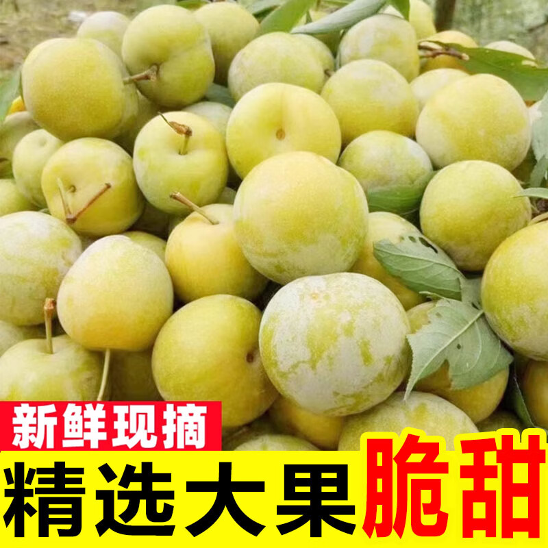 玫栀四川脱骨李子新鲜水果当季孕妇空心青脆李顺丰 3斤 8-13g 【小果