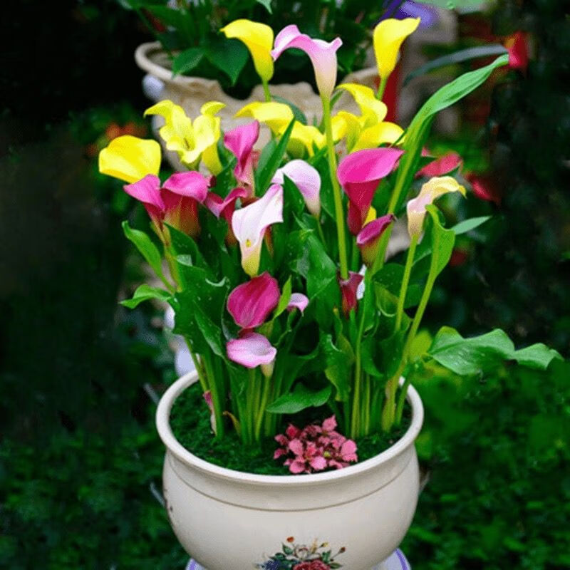 焱然进口招财彩色马蹄莲带盆带土多年生室内外盆栽当年开花绿植物好养